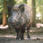 Pasti za divje svinje so lahko narejene tudi iz lesa