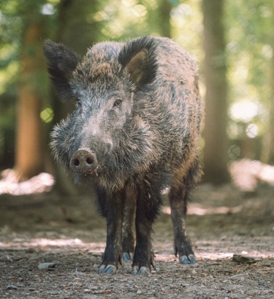 Pasti za divje svinje so lahko narejene tudi iz lesa
